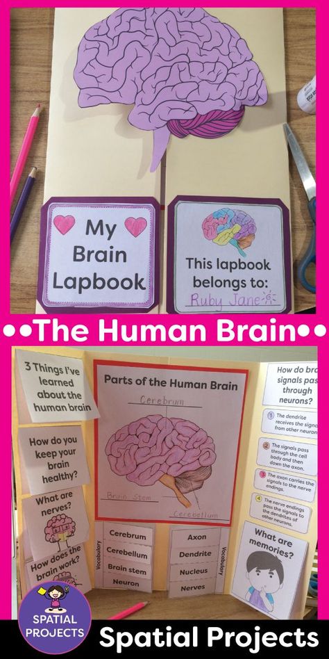 Math Lapbook, Sel Crafts, Brain Project, Key Graphic, Writing Story, Brain Craft, Human Body Activities, Mindset Activities, Supporting Details