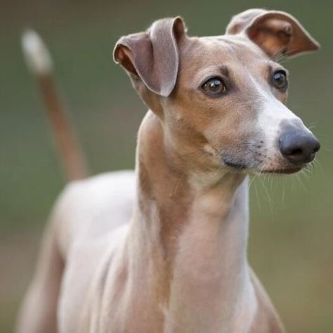 Italian Greyhound Dog Breed Information | Purina Greyhound Dog Breed, Italian Greyhound Dog, Very Small Dogs, Greyhound Dog, Getting A Puppy, Grey Hound Dog, Dog Leads, Italian Greyhound, Small Breed