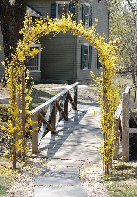 Forsythia Wedding, Forsythia Arrangement, Yellow Shrubs, Chuppah Decor, Floral Arches, Hill Garden, Arbor Wedding, Milwaukee Wedding, Garden On A Hill