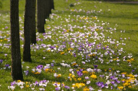 Prayer Garden, Spring Light, Rose Leaves, Light Spring, Spring Day, Rye, Beautiful Gardens, Landscape Design, Garden Design