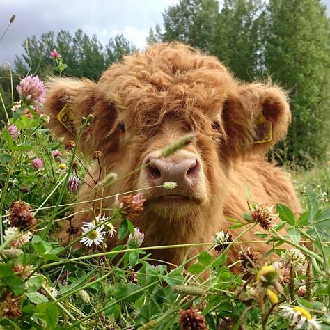 Brown Cow, Cow, Flowers, Green