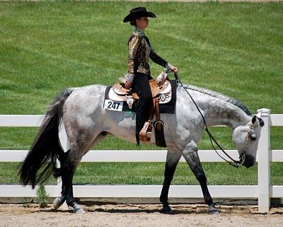 A striking grey Quarter Horse loping. Horse event pictures, Performance spotlight. Western Pleasure Riding, Western Pleasure Outfit, Horses Western, Aqha Horses, Grey Horses, Western Pleasure Horses, Horse Showing, Cowgirl Pictures, Reining Horses