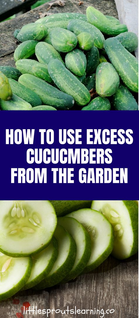 What To Do With Pickling Cucumbers, Storing Cucumbers From Garden, What To Make With Cucumbers From The Garden, What To Do With Cucumbers Besides Pickles, Garden Cucumbers Recipes, What To Do With An Abundance Of Cucumbers, Extra Cucumbers Recipes, How To Freeze Cucumbers From The Garden, What To Do With Fresh Cucumbers