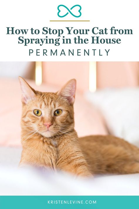 Cat Deterrent Indoor, Cat Spraying In House, How To Get Cat Pee Out Of Clothes, How To Get Cat Pee Out Of Furniture, How To Stop Cats From Peeing In House, Cat Repellent Spray, Diy Cat Calming Spray, How To Get Cat Pee Smell Out, How To Remove Cat Pee Smell