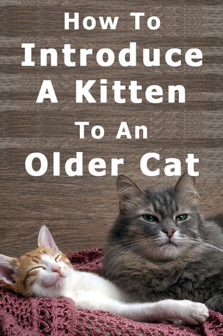 How To Introduce A Kitten To An Older Cat How To Introduce A Kitten To A Cat, Introducing A Kitten To A Cat, Introducing New Kitten To Cat, Introducing Kitten To Cat, How To Introduce A New Kitten To A Cat, Introducing Cats To Cats, How To Introduce Cats, Kittens Care, Cat Tips