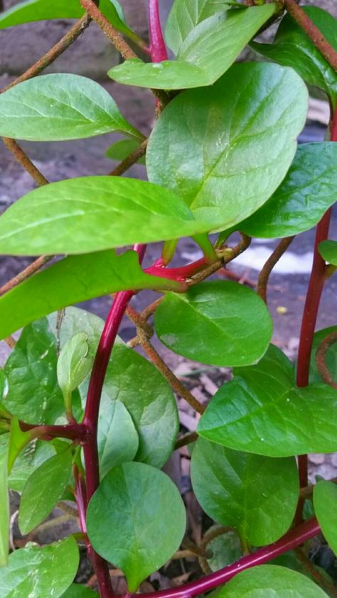 Alugbati Plant, Spinach Plant, Indian Spinach, Malabar Spinach, Wishlist 2024, Plant Markers, Healing Herbs, Artificial Flowers, Perennials