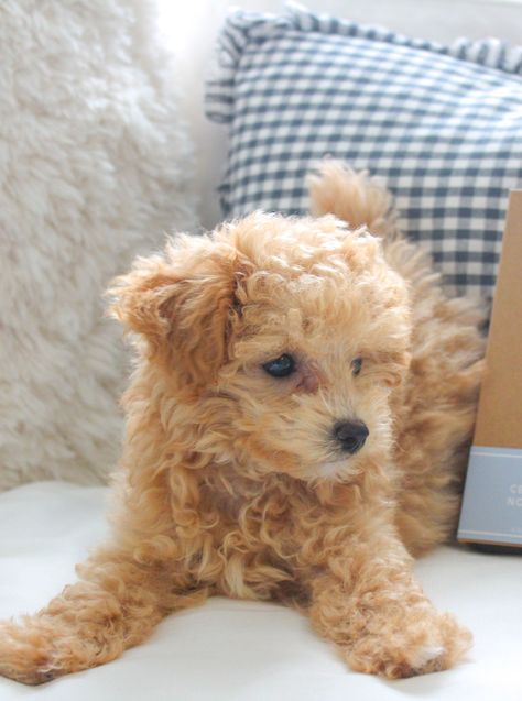 Apricot Maltipoo, Puppy Products, Teacup Puppy, Teddy Bear Puppies, Maltipoo Dog, Maltipoo Puppies, Teddy Bear Dog, Maltipoo Puppy, Cavapoo Puppies