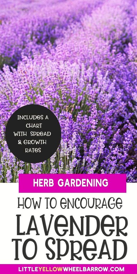 Dive into the fascinating world of gardening as we unravel the mysteries behind how lavender plants spread. Explore the natural mechanisms that enable lavender to thrive and multiply, providing you with a fragrant and visually stunning garden. Discover practical tips on cultivating and maintaining lavender, ensuring a lush and vibrant display in your outdoor space. Elevate your gardening expertise with the intricate knowledge of lavender plant propagation. Lavender Plant Care, Easy Garden Ideas, Potted Lavender, Spanish Lavender, Lavender Varieties, Lavender Plants, Seed Dispersal, Growing Lavender, Simple Garden