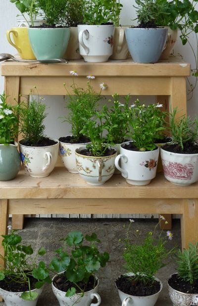 Make these Adorable Mini Teacup Gardens Teacup Plants, Tiny Garden Ideas, Herb Garden Pots, Teacup Gardens, Teacup Crafts, Succulent Centerpieces, Herb Planters, Indoor Herb Garden, Succulents Indoor