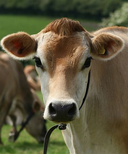 Berry College, Cows Mooing, Cow Photos, Brown Betty, Jersey Cow, Happy Cow, Cow Face, Cow Pictures, Brown Cow