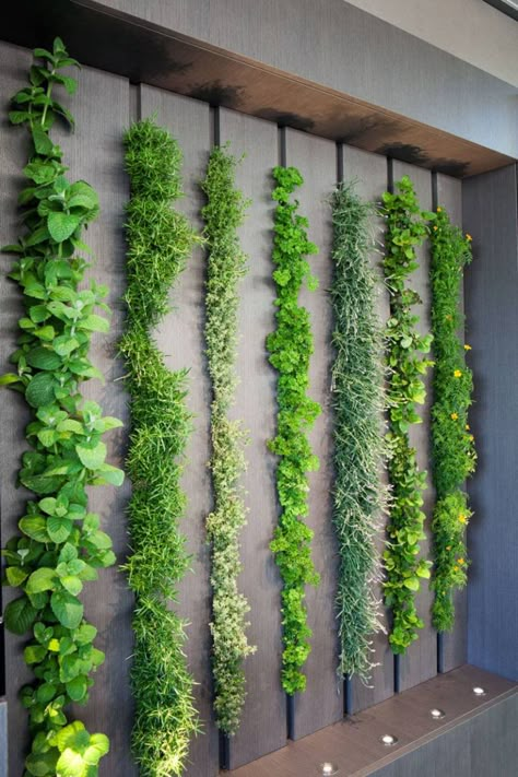 This living wall in a kitchen can be used as an indoor herb garden #LivingWall #HerbGarden #Kitchen Garden Wall Designs, Vertical Garden Indoor, Vertical Garden Design, Quotes Home, Herb Garden Design, Vertical Garden Wall, Vertical Herb Garden, Vertical Garden Diy, Plants Growing