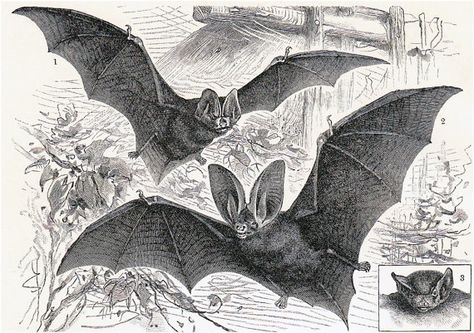 1908 Edwardian BAT print different and by VintageTreasureShop, $16.00 Bat Images, Vampire Bats, Bat Print, Vampire Bat, Antique Illustration, Halloween Prints, Antique Prints, Dracula, Natural History