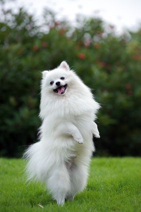 7 Things About the Pomeranian Temperament You Must Know Pomeranian Breed, Dog Standing, White Pomeranian, Pom Dog, Dog White, Cute Pomeranian, Dog Poster, Airedale Terrier, Pomeranian Dog