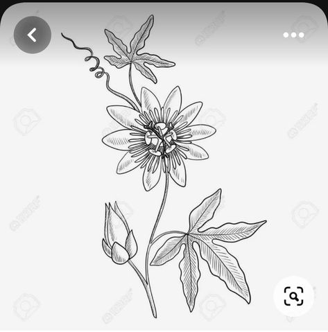 Flower Plant Drawing, Passion Fruit Tattoo Flower, Colombian Flower Tattoo, Passion Fruit Flower Drawing, Passion Flower Vine Tattoo, Passion Flower Tattoo Black And White, Vine Logo, Passion Flower Vine, Passion Fruit Plant