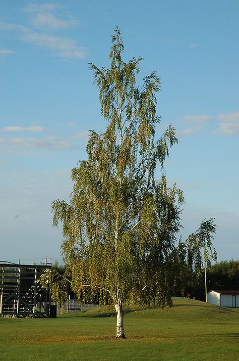 Betula pendula 'Dalecarlica' - it is a big tree if grown as single specimen. Your garden would limit its growth. Weeping Birch Tree, Blue And Yellow Garden, Weeping Birch, Landscape Nursery, Betula Pendula, Screen Plants, Tree Beautiful, Cool Tree Houses, Yellow Garden