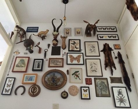 Full wall display of taxidermy, skulls, insect mounts, antique animal prints, etc. Deer Skull Gallery Wall, Office With Taxidermy, Gallery Wall With Taxidermy, Collections Of Objects Display Ideas Wall Art, Skulls On Wall, Classy Taxidermy Decor, Deer Trophy Wall Display Ideas, Animal Skull Wall Decor, Taxidermy Gallery Wall