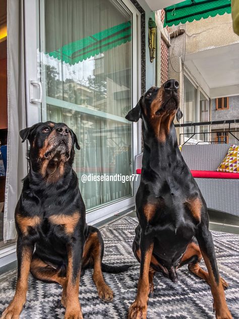 Rottweiler And Doberman, Friendship Vibes, Gemini Wallpaper, Watt Pad, Rottweiler Mix, Dream Dog, Love Your Pet, Man And Dog, Like Animals