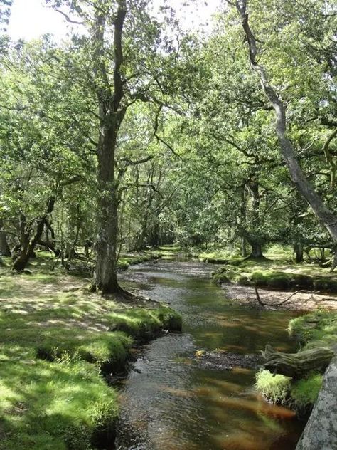 British Forest, New England Forest, English Forest, New Forest England, Wild Ponies, Hampshire England, Beautiful Trees, British Countryside, Henry Viii