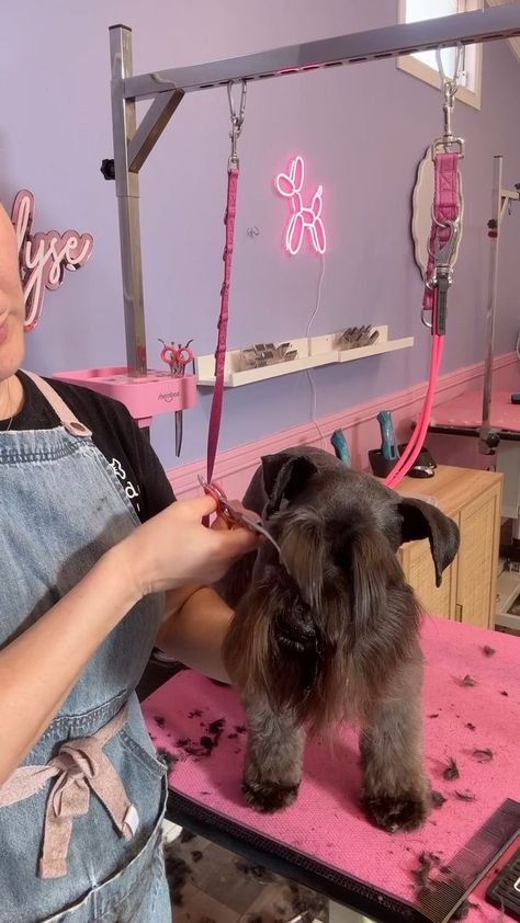 Groom a Schnauzer face with me ⭐️ you can watch the full video on our TikTok page #schnauzer #shnauzersofinstagram #groomingtutorial #doggroomer #browsonfleek #smallbusinessowner #tutorial | Little Dog Studio | Adrian Berenguer · Little Things Brows On Fleek, Little Dogs, Dog Grooming, Dog Stuff, The Dog, Little Things, At Home, Dogs