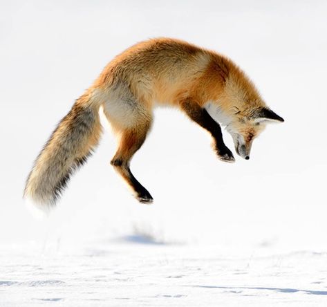 Fox Anatomy, Fox Jumping, Yellowstone Winter, Snow Lodge, Jumping Fox, Winter Wildlife, Lamar Valley, Foxes Photography, Yellowstone Park