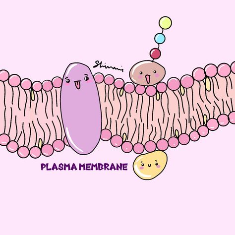 doodle kawai cute aesthetic Plasma Membrane Drawing, Cell Membrane Drawing, Microbiology Stickers, Animal Cell Drawing, Body Knowledge, Cell Membrane Structure, Ako Kresliť, Melody Wallpaper, Membrane Structure