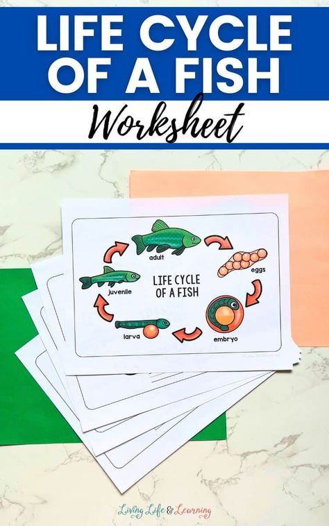 NEW FREEBIE:  Learning about the life cycle of animals can be fun! Use this FREE printable Life Cycle of a Fish worksheet as an introduction to any fish or pond unit study!  GET THEM HERE >>> Fish Unit Study, Fish Life Cycle, Free Educational Apps, Science Unit Studies, Life Cycle Craft, Homeschool Freebies, Life Learning, Homeschool Inspiration, Homeschool Life