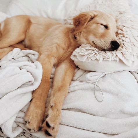 Todays vibe 💤😴 #sleepypuppy #dogsofinstagram #puppy #puppylove #puppiesofinstagram #dog #sleepydog #puppylife #doglife #dogs #sleepy #dogstagram #cute #dogoftheday #sleep #puppygram #doglovers #puppies #cutedogs #puppyoftheday #naptime #instadog #doggo #love #dogsofinsta #cutepuppy #sleepingbeauty #rescuedogsofinstagram #doglover #sleepingdog Dog Sleeping Positions, Dog Sleeping, Sleepy Dogs, Really Cute Puppies, Cozy Dog, Health Planner, Different Dogs, Sleeping Positions, Retriever Puppy