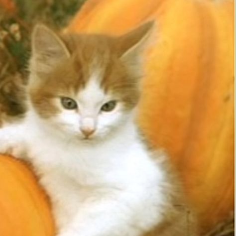 halloween matching pfps cats :D Matching Pfp For 2 People, Cute Matching Pfp Best Friends, Halloween Cats Matching Pfp, Halloween Profile Pics Matching, Halloween Cat Matching Pfp, Matching Pfps Halloween, Fall Pfp Matching, Halloween Matching Pfp Friends, Halloween Pfps Matching