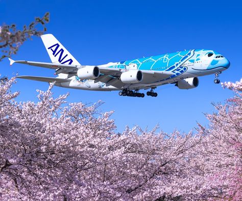 A 380, All Nippon Airways, Aviation Posters, All Airlines, Air Planes, Airbus A380, Route Map, Cabin Design, A Plane