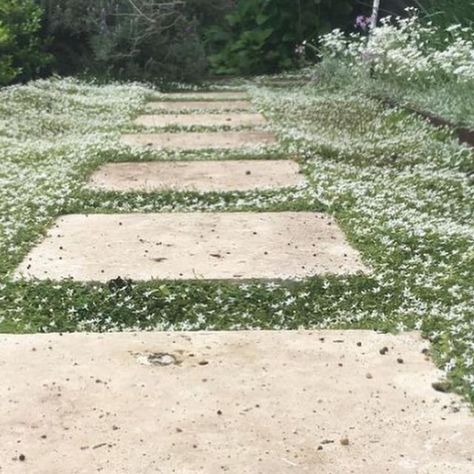 Plant Tiles Australia on Instagram: "Pratia pedunculata aka Trailing Pratia or White Star Creeper is so pretty. 😍 It is a great low growing ground cover choice to put between pavers to soften the hardscape. Pics from @sunrisegardenandstrataservices and @jennazanch . . . . , #pratia #planttiles #groundcover #nativeplants #whitestarcreeper #pavingstones #pavers #gardenpath #garden #landscaping #gardenideas #landscapinginspiration #plantsofinstagram #landscapedesignideas" Pavers And Ground Cover, Plant Tiles, Tiles Australia, Low Growing Ground Cover, Pavers Backyard, Brick Paving, Outdoor Terrace, Landscaping Inspiration, Australian Garden