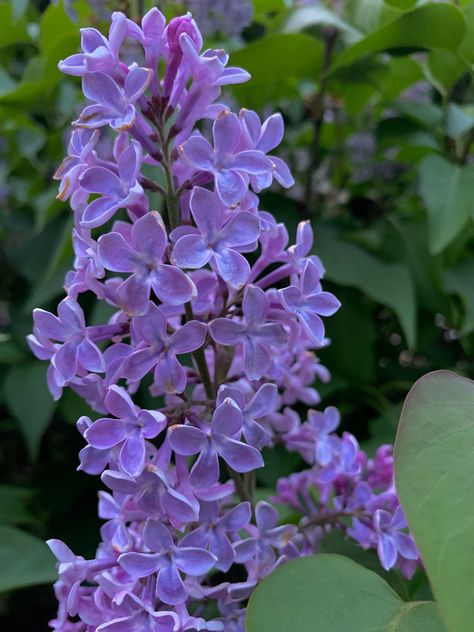 #lilac #lilacbush #flower #flowers #flowerphotography #photography Singular Flower, Flower Lilac, Pink Lilac Flowers, Lilac Flowers Photography, Lilac Plant Aesthetic, Lilac Bushes, Lilac Blossom, Lilac Flowers, Flowers Photography