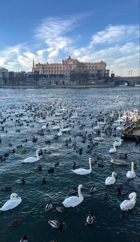 Stockholm Sweden Travel, Stockholm In Winter, Sweden Travel Aesthetic, Sweden Aesthetic Winter, Stockholm Sweden Aesthetic, Stockholm Lifestyle, Winter Stockholm, Sweden Winter, Swedish Aesthetic