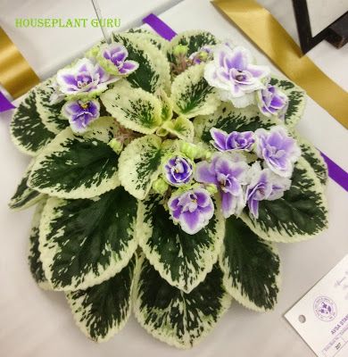 Houseplant Guru: Ohio African Violet Show and Sale - Buckeye Seductress Africa Violets, Violet Garden, African Violets Plants, Violet Plant, Variegated Plants, Interior Plants, African Violet, Plants For Sale, House Plants Indoor