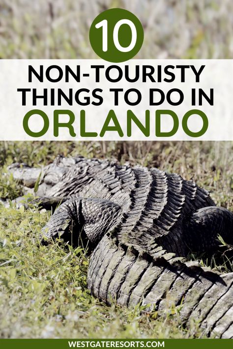 Looking for off the beaten path things to do in Orlando? Explore Orlando like a local and check out this list of non touristy things to do in Central Florida. Orlando is known for its theme parks yet has many unique things to do. Check out Florida wildlife, live music, local restaurants, or even a local Farmer's Market. There is something for everyone in Orlando outside of theme parks. #westgateresorts #floridawildlife #thingstodo orlando #centralflorida Kissimmee Florida Things To Do, Things To Do Near Orlando Florida, Orlando Florida Things To Do, Things To Do Near Orlando, Things To Do Orlando, Orlando Florida Vacation, Things To Do In Florida, The Path Less Traveled, Path Less Traveled