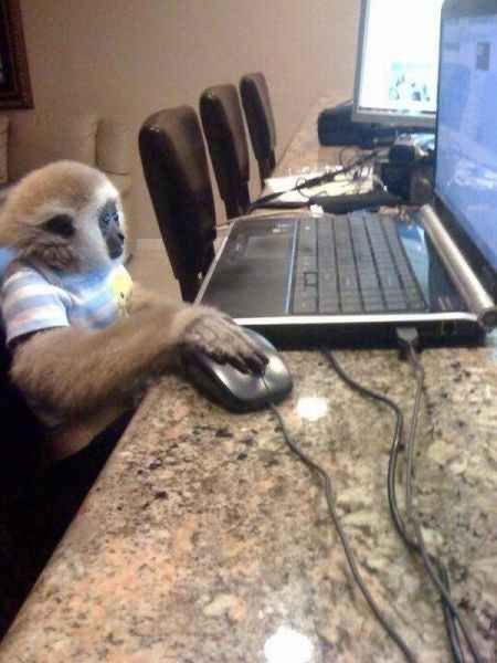 Funny Monkeys, Monkey Memes, Image Meme, Funny Dp, Monkey Pictures, Pet Monkey, A Monkey, Monkeys Funny, Cute Monkey