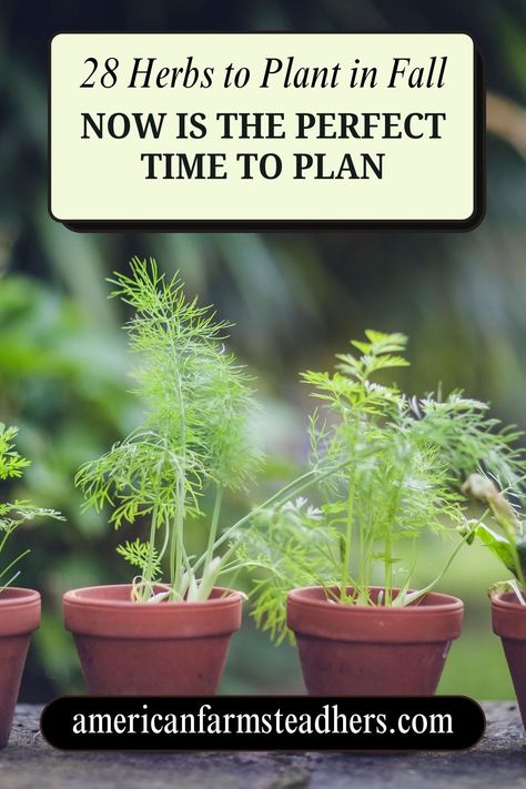 28 Herbs to Plant in Fall: Now is the Perfect Time to Plan Winter Herb Garden, Herbs To Plant, Plant In Fall, Pastured Poultry, How To Make Compost, Winter Gardening, Medicinal Herbs Garden, Plant Zones, Herbal Tinctures