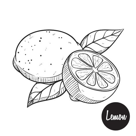 Lemon Sketch, Lemon Drawing, Jam Label, Lemonade Party, Drawing Vector, Doodle Sketch, Water Painting, Hand Drawing, Leather Pattern