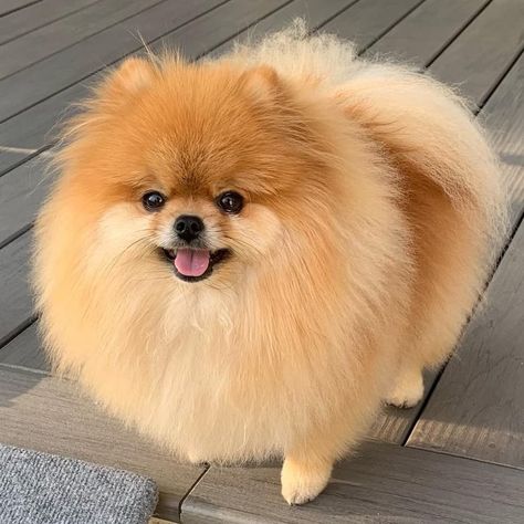 Dog Pomeranian, Dogs Pomeranian, Korean Pomeranian, Pomeranian Dogs, Blonde Pomeranian, Pomeranian Puppies, Pamaranien Dog, Pomeranian Photography, Preppy Pomeranian