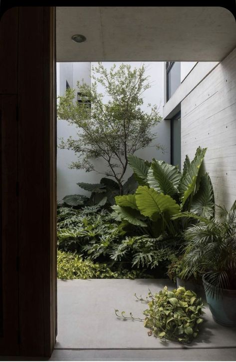 Vertikal Garden, Tropical Patio, Tropical Landscape Design, Small Courtyard, Balkon Decor, Tropical Garden Design, Interior Garden, Small Garden Design, Tropical Landscaping