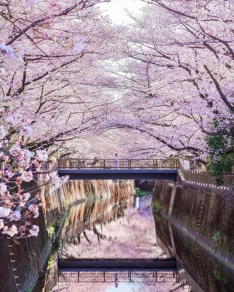 One of the best places in all of Tokyo to see the beautiful sakura is the Meguro River Cherry Blossoms Promenade. This several kilometers long promenade is truly a must see place if you come to Tokyo during the cherry blossom season.⁣⁣ 📷 ak._.s2⁣⁣ Meguro River, Front Walkway Landscaping, Hydrangea Landscaping, Mountain Trees, Walkway Landscaping, Forest Scenery, Landscape Mountain, Beautiful Landscape Photography, Hakone