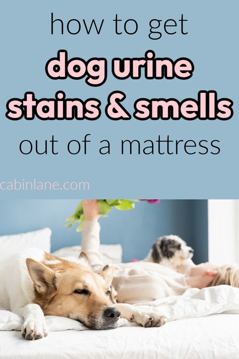 Remove Dog Urine From Couch, Clean Dog Pee Out Of Mattress, Remove Urine From Mattress, Cleaning Mattress Stains Urine Smells, How To Clean Mattress Urine Smells, Remove Dog Urine Smell, Dog Urine Odor Remover, Dog Urine Remover, Cleaning Pet Urine