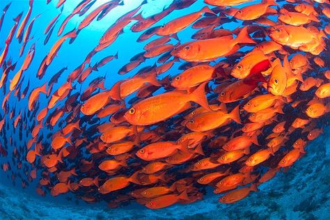 A school of bright, orange fish swim through the ocean. Shoal Of Fish, Art Houses, School Of Fish, Orange Glow, Orange Fish, Underwater Art, Fish Drawings, Fish Swimming, Beautiful Fish