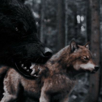 Twilight Wolf Pack, Twilight Jacob, Twilight Wolf, Werewolf Aesthetic, Twilight Film, Twilight Pictures, Vampires And Werewolves, Breaking Dawn, Black Wolf