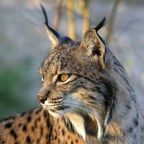 Linx Cat Drawing, Iberian Lynx Cat, Lynx Cat Aesthetic, Bobcat Aesthetic, Wild Cat Aesthetic, Lynx Reference, Linx Cat, Lynx Photography, Feline Aesthetic