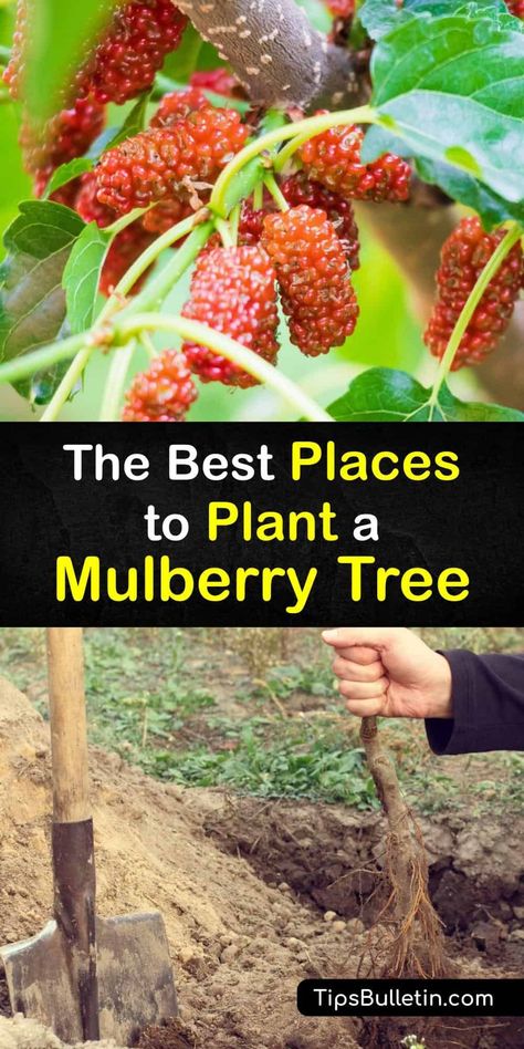 Discover where and how to grow a mulberry tree near your home and enjoy sweet-tart fruit at the end of the growing season. The black, white, and red mulberry tree are the three types of this fruit tree, and they are fast growers, drawing various wildlife to the area. #where #plant #mulberry #tree How To Grow Mulberry Trees, Growing Mulberry Tree, Black Mulberry Tree, Mulberry Tree Garden, Propagating Mulberry Tree, Red Mulberry Tree, White Mulberry Tree, Mulberry Tree Guild, Mullbery Tree