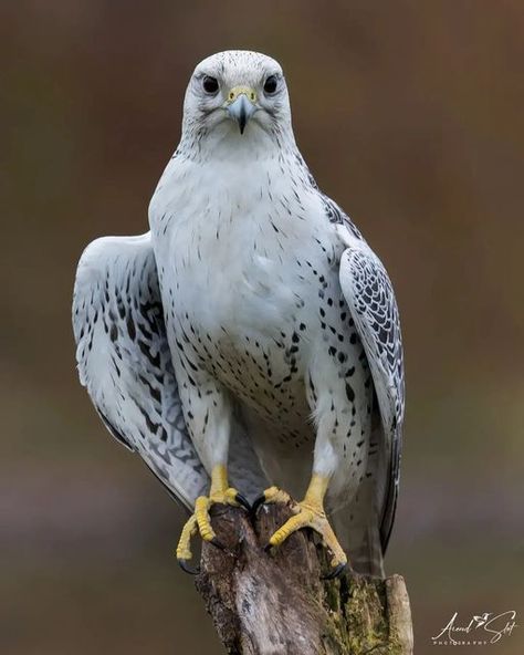 White Falcon Aesthetic, White Falcon, Raptors Bird, Flight Feathers, Arctic Tundra, Green Gloves, Peregrine Falcon, Face Pattern, Best B