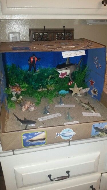 Shark Diorama is complete Cheetah Diorama, Shark Diorama, Shark Habitat, Ocean Diorama, Biomes Project, Diorama Kids, Diarama Ideas, Ecosystems Projects, Habitats Projects