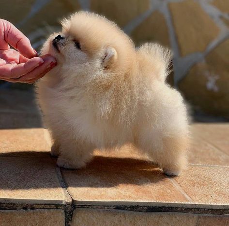 Pomeranian Pups, White Pomeranian Puppies, Pomeranian Puppy Teacup, Pomeranian Puppy For Sale, Teacup Pomeranian, Cute Dogs Images, Dog Mommy, Very Cute Puppies, Cute Pomeranian