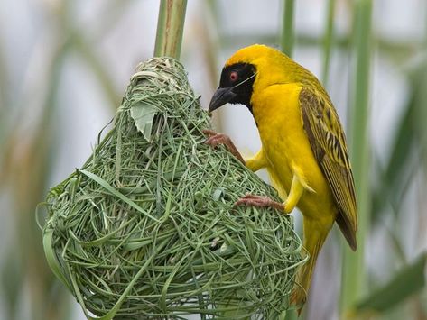 Weaver Bird Nest, Birds And Their Nests, Weaver Bird, Regard Animal, Kinds Of Birds, African Safari, Bird Nest, Bird Watching, Amazing Architecture