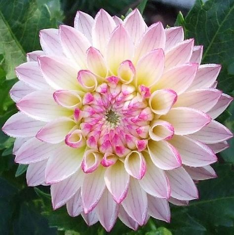 Valley porcupine -  Unique pink novelty flower lots of blooms compact bush. Introduced in 2002. Dahlia Tubers, Growing Dahlias, Pink Dahlia, Dahlia Flowers, Cut Flower Garden, Flower Names, Colorful Plants, Rare Flowers, Dahlia Flower